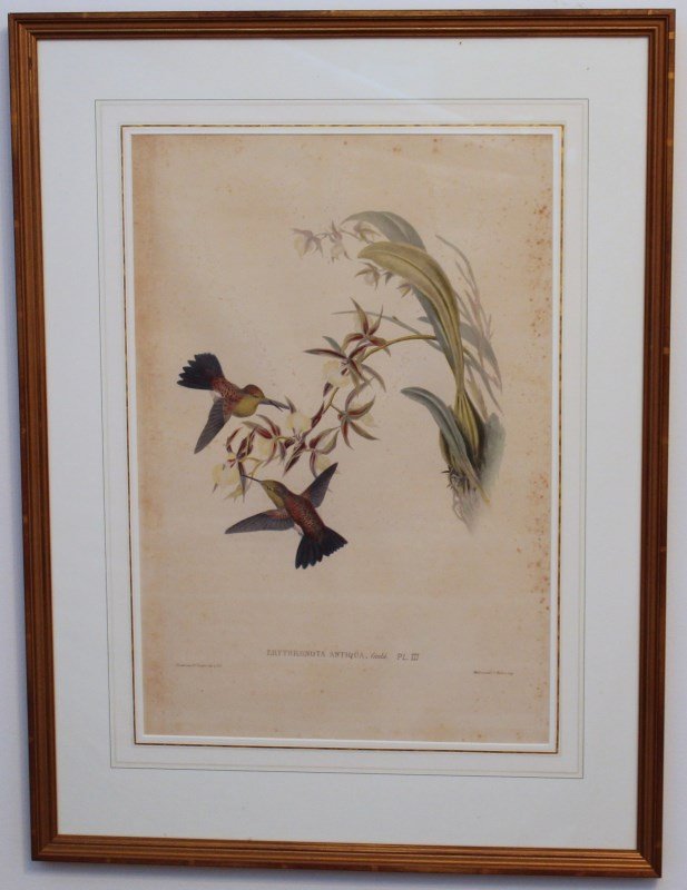 ANTIQUE ORIGINAL FOLIO H/C GOULD HUMMINGBIRDS 1849-87: Stunning original hand colored lithograph, hummingbirds, Erythronota Antiqua by John Gould, from his monumental work entitled A Monograph of the Trochilidae or Family of Humming-Birds which was publis