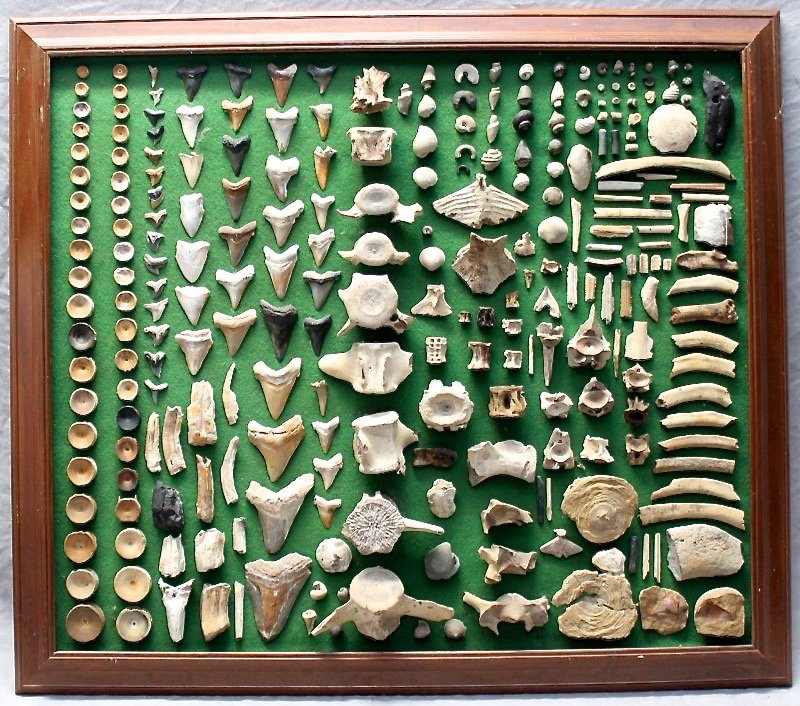 FRAMED SHADOWBOX OF PREHISTORIC FOSSILS & SHARKS TEETH: A large Shadow Box Frame with various fossils and fossilized Sharks teeth. There are shells, vertebrae and more too numerous to mention, the largest display we have seen in many years. Please see all 