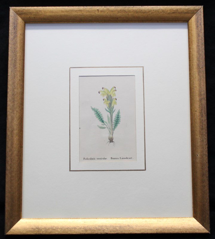 HAND COLORED 19TH c. BOTANICAL ENGRAVING: Original Hand Colored Botanical Engraving, Pedicularis Versicular, Buntes Lausekraut. From Deutschlands Flora, Volume 4 by Jacob Sturm (1771-1848) and son, Johann Wilhelm Sturm (1808-1865) Nuremberg, 