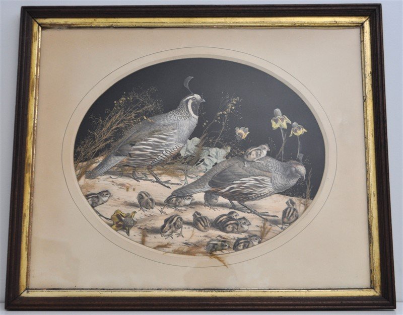 EDOUARD TRAVIES 19TH C. CALIFORNIA QUAIL (1 of 10)