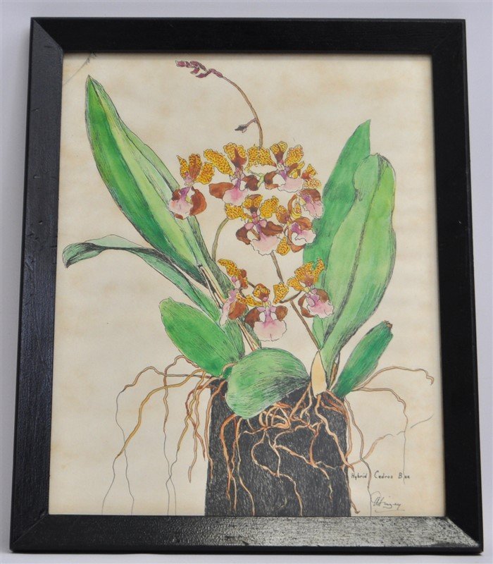 VINTAGE WATERCOLOR ORCHIDS SIGNED: Framed Vintage Botanical Watercolor Oncidium Lanceanum aka Cedros Bee Orchid. Signed by the artist lower right. In frame 17x14x1. Weight 2 pds 3 oz. PROVENANCE: The Estate of a Litchfield Connecticut