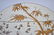 2 PC 19th CENTURY AESTHETIC ENGLISH TRANSFER PLATE & - 4