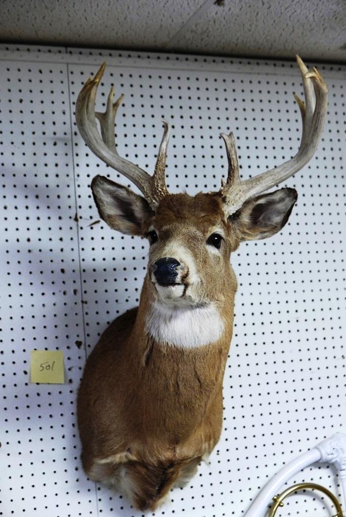 11 Point White Tail Deer Mount: Eleven point white tail deer shoulder mount