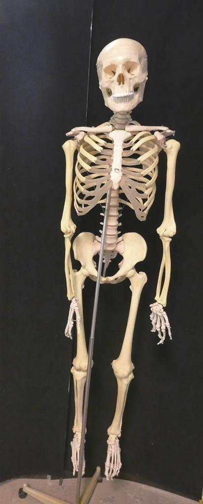 Classroom Skeleton On Stand: Vintage replica 64"H school skeleton with collapsible wheeled stand, 75"H assembled