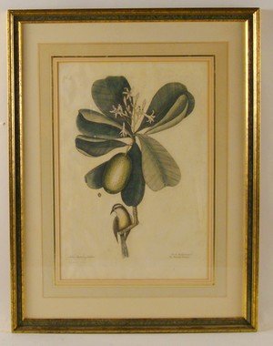Mark Catesby, etching.: Mark Catesby (English 1682-1749) The Bahama Titmouse, hand-colored etching on laid paper, plate 13-3/4 x 10-1/8 inches, page 20-1/2 x 14-1/8 inches, [fleur-de-lis] watermark, 1731-43 edition, mated an