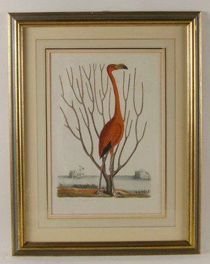 Mark Catesby, etching: Mark Catesby (English 1682-1749) Flamingo, hand-colored etching on laid paper, plate 10-1/8 x 13-3/4 inches, page 14-1/8 x 20-1/2 inches, [fleur-de-lis] watermark, 1731-43 edition, mated and framed.
