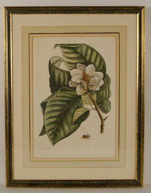 Mark Catesby, etching: Mark Catesby (English 1682-1749) Cucmber Tree with Velvet Ant, hand-colored etching on laid paper, plate 10-1/8 x 13-3/4 inches, page 14-1/8 x 20-1/2 inches, [fleur-de-lis] watermark, 1731-43 edition,