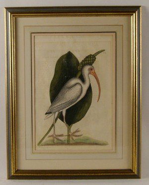 Mark Catesby, etching: Mark Catesby (English 1682-1749) White Ibis with Golden Club, hand-colored etching on laid paper, plate 13-3/4 x 10-1/8 inches, page 19-1/2 x 13-1/2 inches, “Villedary”, watermark, 1731-43 edition
