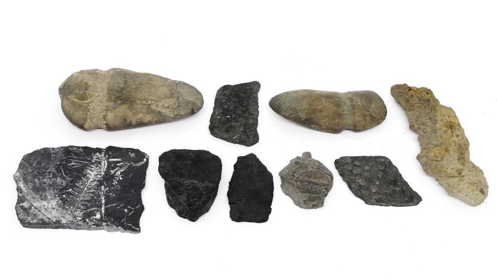 Stone Axes & Fossils: Stone axes and fossils from a Pennsylvania collection, stone axe 9.5"H, stone axe 7.5"H, group of fossils