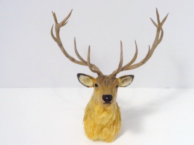 Elizabeth Mcinnis Mounted Elk Head: My name is Elizabeth Mcinnis and I wanted to let you know that I made Lot 482 in the Claudia Adams Estes auction - the elk head mount. This is probably one of my earliest mounted heads, made in the 19