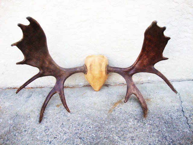 Moose Antlers: Very large moose antlers on plaque, perfect for den, 29 x 45 in. (l)