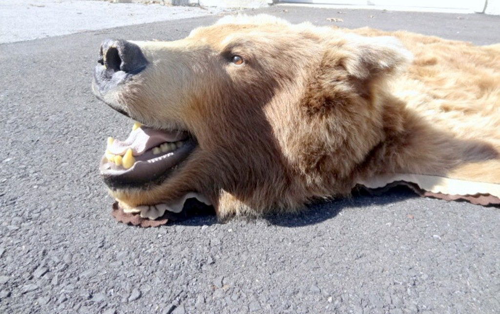 Kodiak Brown Bear Rug (1 of 6)