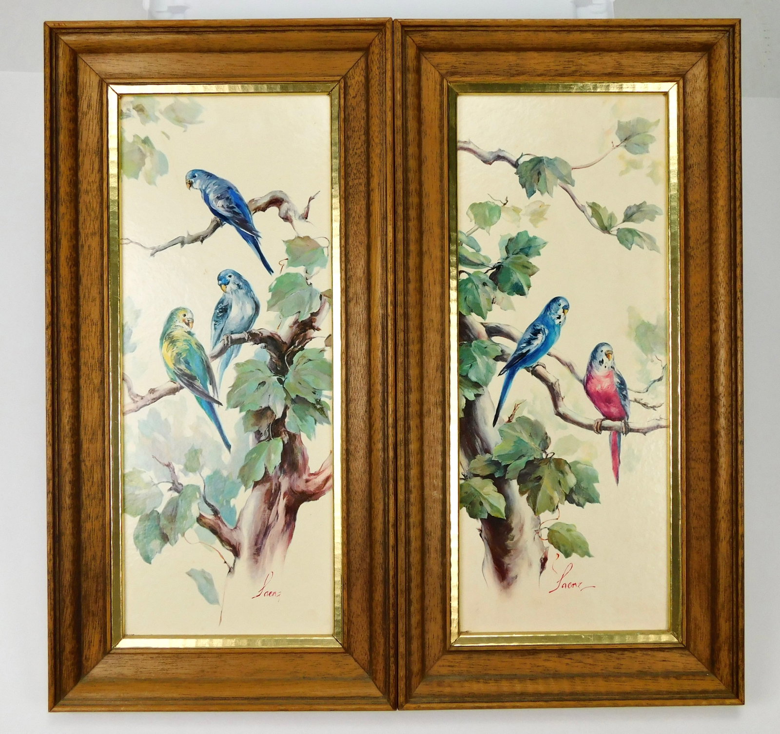 Pair Vintage Saenz Budgerigar Parakeet Bird Framed Prints Mid Century (1 of 7)