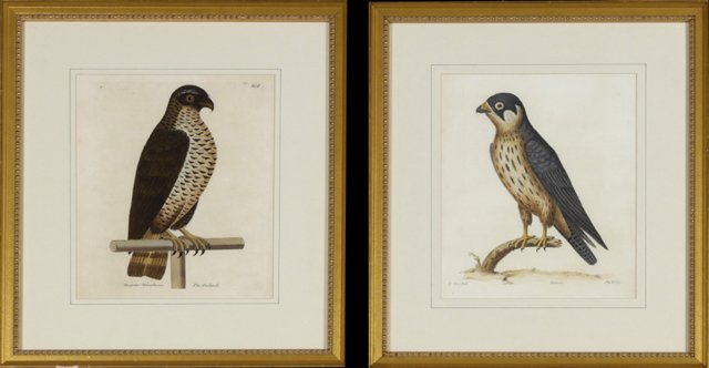 Eleazar Albin (Active 1713-1759), "The Goshawk," and (1 of 3)