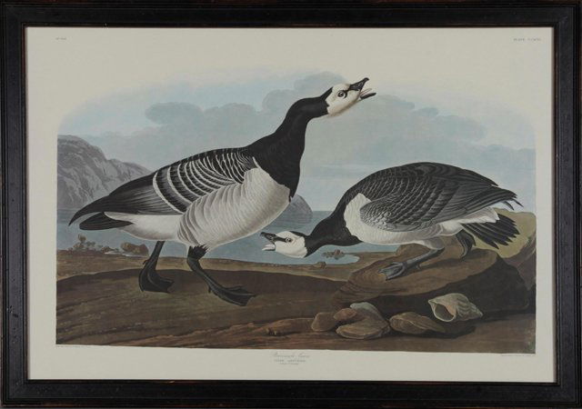 John James Audubon (1785-1851), "Barnacle Goose," No. (1 of 1)