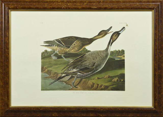 John James Audubon (1785-1851), "Pintailed Duck," No. (1 of 1)