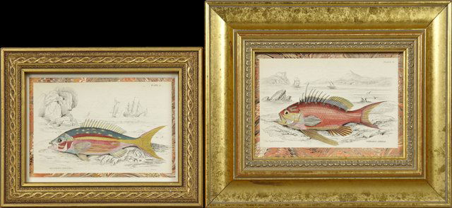 William Lizars (1788-1859), "The Spined Serragamus," (1 of 1)