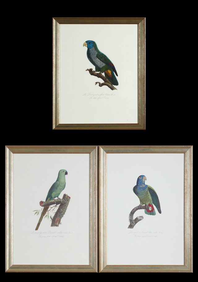 Francois Levaillant (1753-1824), "Perroquet a Camail (1 of 3)