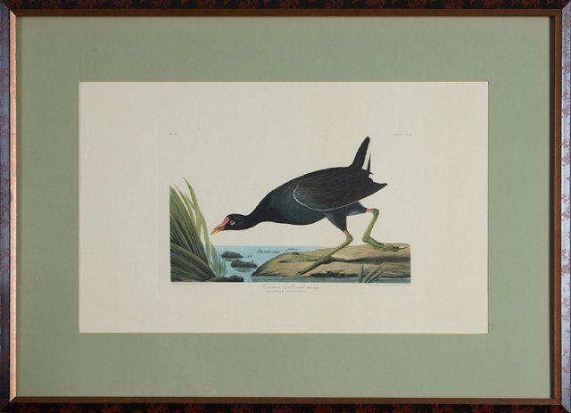 John James Audubon (1785-1851), "Common Gallinule," No. (1 of 1)