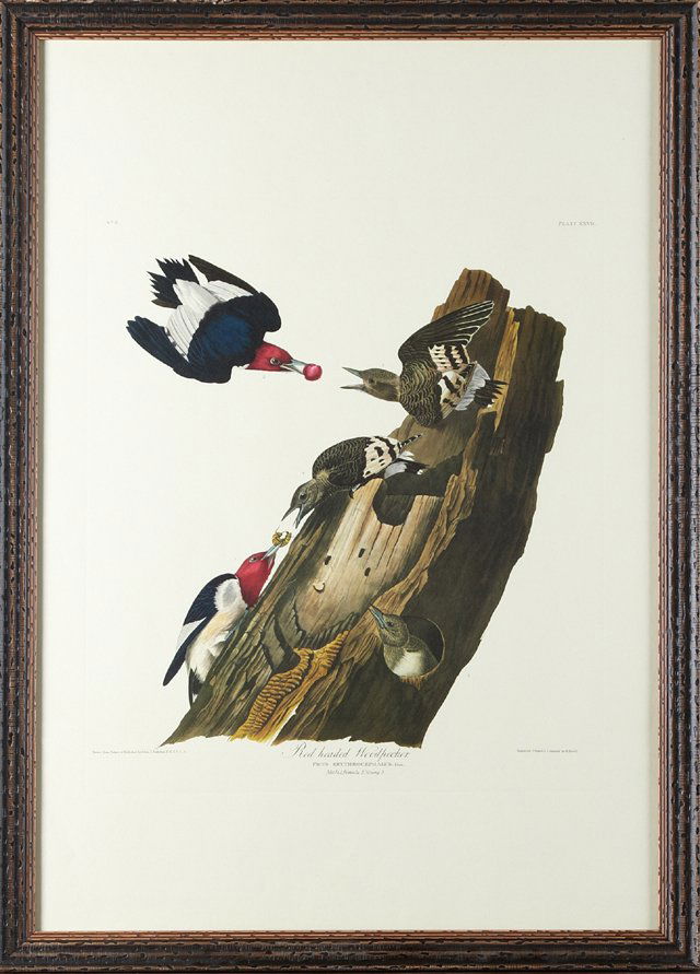 John James Audubon (1785-1851), "Red-headed (1 of 1)
