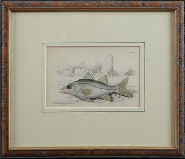 William Home Lizars (1788-1859), "Centropomus: William Home Lizars (1788-1859), "Centropomus Undecimalis," 19th c., hand-colored fish print, presented in a wood frame with a gilt liner, H.- 4 in., W.- 6 1/4 in.