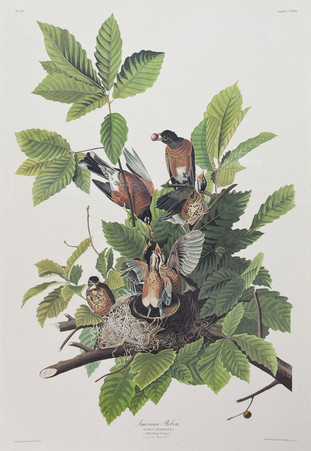 John James Audubon (1785-1851), "American Robin," No. (1 of 1)
