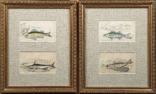 William Home Lizars (1788-1859), "Acerina Vulgaris,": William Home Lizars (1788-1859), "Acerina Vulgaris," and "Common Sword-Fish," and "Lucioperca Sandra," and "Oriental Dactylopterus," 1840, four hand-colored fish prints, presented in two gilt frames w