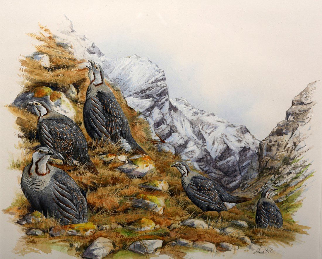 DANIEL COLE (CONTEMPORARY), HIMALAYAN SNOW COCKS,: DANIEL COLE (CONTEMPORARY), HIMALAYAN SNOW COCKS, signed in pencil, watercolour, framed and glazed. 24cm by 28cm