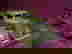 item-735285=2