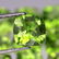 Natural Green Peridot 6x6 MM Cushion Cut Loose Gemstone