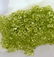 Natural Green Peridot 2.75 MM Round Cut Loose Gemstone - 3