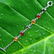 BALTIC AMBER GEMSTONE SILVER PLATED MULTICOLOR BRACELET - 2