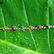 BALTIC AMBER GEMSTONE SILVER PLATED MULTICOLOR BRACELET - 3