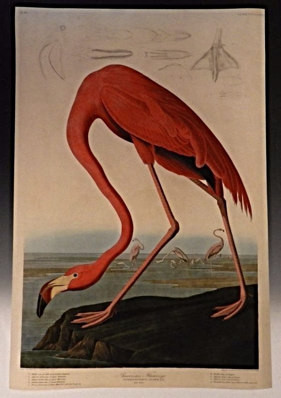 Audubon American Flamingo (1 of 8)