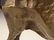 After Pablo Picasso Bronze Bull - 2