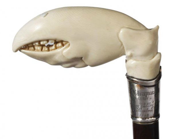 Ivory Lobster Claw Cane: Ivory Lobster Claw-Dated 1908-An extreme ivory carving, silver collar with the following presentation “To H. E. Chapman from Hocking Valley Friends, Columbus Ohio 1908”, exotic wood shaft and a ho