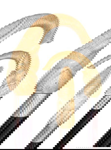 English Elephant Day Cane- 19th Century-A large Ele: English Elephant Day Cane- 19th Century-A large Elephant ivory handle with an African elephant, Makassar ebony shaft with a plain silver collar and a horn ferrule. Superb condition-H. 4 ¼" x 3 ½", O