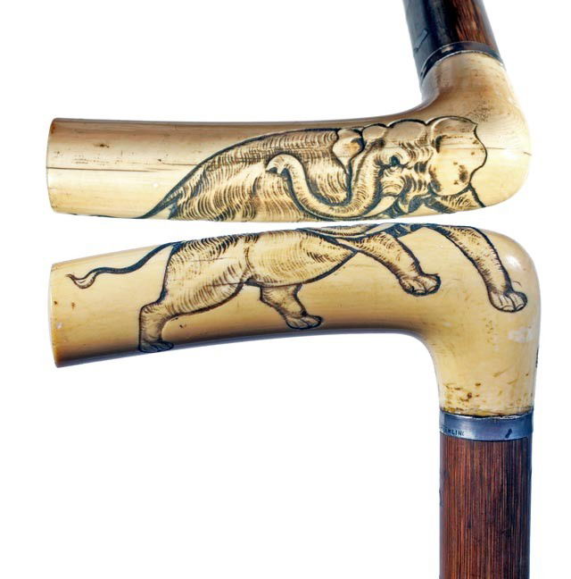 Antique cane Carved Ivory elephant: 35. An early 20th Century 4 ½" x 2" ivory handle with an elephant carved in relief, small silver collar, oak shaft, 36 ½" O.L. , bi-metal ferrule-$400-$500