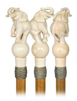 Ivory Elephant Cane-English, 19th Century-A substan: Ivory Elephant Cane-English, 19th Century-A substantial ivory circus elephant balacing on a ball with an upright trunk, braided silver wire collar and a real malacca shaft with a metal ferrule. Outsta