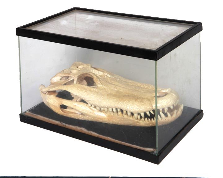 Alligator skull replica, under glass, 10" x 14" x 8.5"