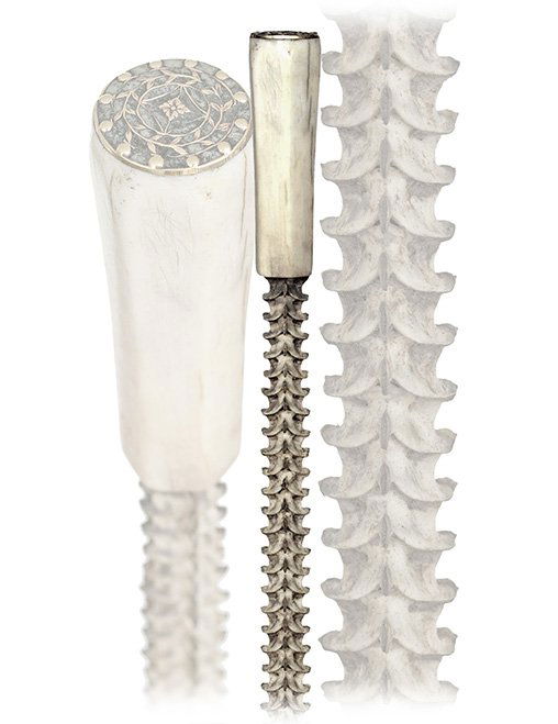 114. One of a Kind Vertebrae Cane-Ca. 1900-The cane is: 114. One of a Kind Vertebrae Cane-Ca. 1900-The cane is fashioned of the spine of a redoubtable cobra snake and fitted with a faceted stag horn handle with metal top and matching ferrule.-H 2 ¼” x �