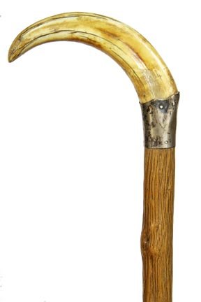 140. Boar’s Tusk Trophy Cane-Ca. 1885-A large ivory: 140. Boar’s Tusk Trophy Cane-Ca. 1885-A large ivory tusk, silver metal scalloped collar, dried and hardened vine shaft and a metal ferrule-H. 6” x 3”, O.L 36”