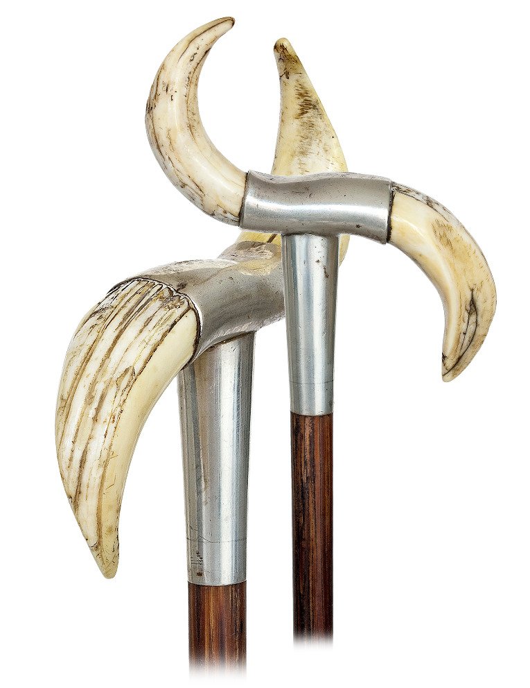 149. Capital Boar Trophy Cane -Ca. 1890-Silver handle: 149. Capital Boar Trophy Cane -Ca. 1890-Silver handle with a giant pair of wild hog tusks, coco palm wood shaft and a brass ferrule. Possibly American.-4 ¾” x 4 ½”, O.L. 36 ½”
