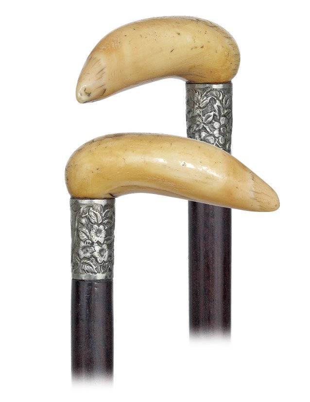 122. Marine Ivory Day Cane-Ca. 1900-Large whale tooth: 122. Marine Ivory Day Cane-Ca. 1900-Large whale tooth left in its natural shape as handle, wide white metal collar chased with flowers, ebony shaft and a cylindrical copper and iron ferrule. A perfe