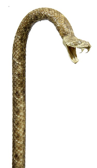 45. Johnny Winter Snake Cane- 20th Century- A mounted (1 of 1)