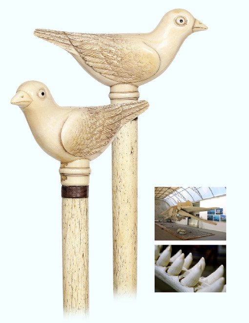 33. Figural Marine Cane-Ca. 1850-Larger sperm whale: 33. Figural Marine Cane-Ca. 1850-Larger sperm whale tooth knob carved to depict, what seems to be, a seagull on a plain and tapering single piece whale bone shaft with a coconut shell washer flush set