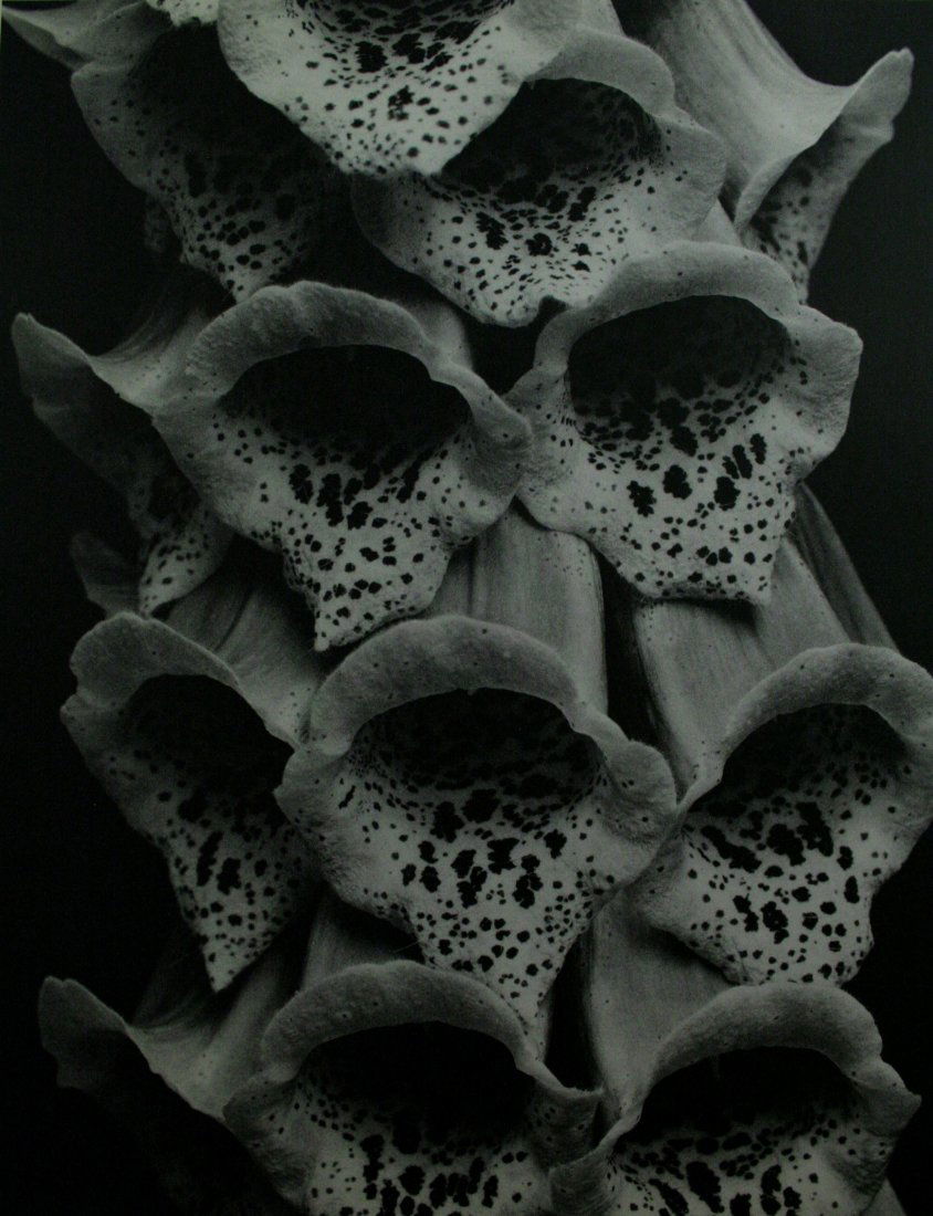 Edward Steichen, Vintage photogravure: Vintage photogravure, after the original, printed Mid-20C.Image size 9 x 11 inches Overall size is 12 x 14 inches Professionally custom matted and framed in a gold gallery frame.