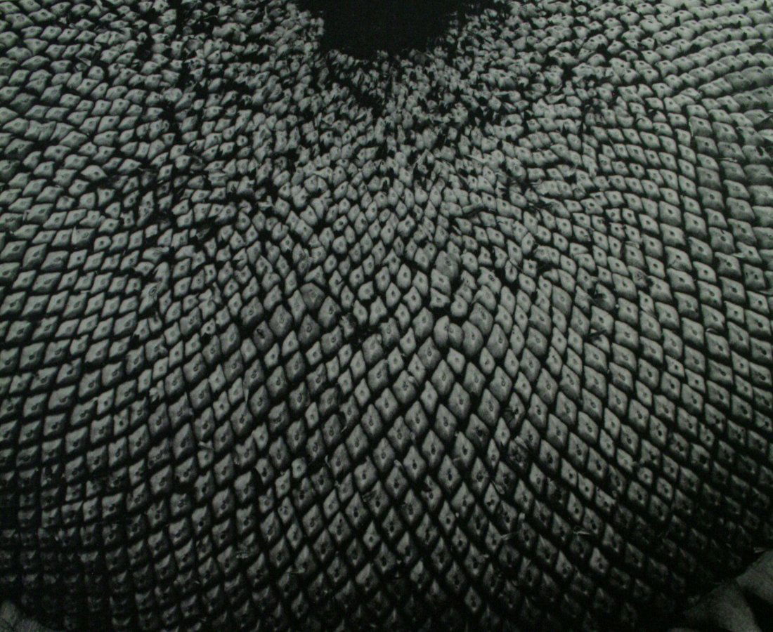 Edward Steichen, "Sunflower in Seed": Vintage photogravure, after the original, "Sunflower in Seed" printed Mid-20C.Image size 7 1/2 x 9.5 inchesOverall size is 10 x 12 inches Professionally custom matted and framed in a gold gallery fram