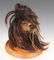SHRUNKEN HEAD SPECIMEN - 3