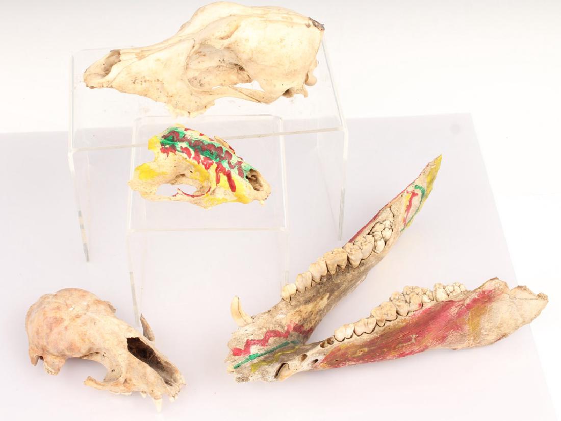 4 SKULL SPECIMENS (1 of 8)